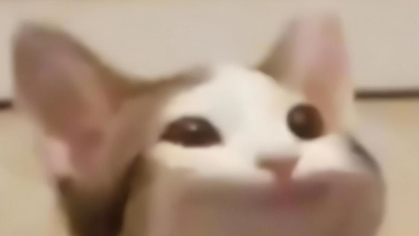 POPCAT CLASSIC